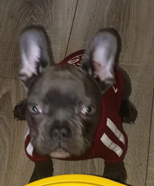 cuccioli di bulldog francese dolci 