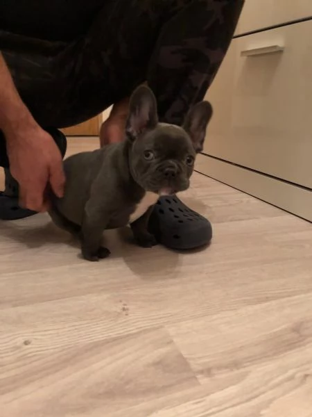 cuccioli di bulldog francese dolci  | Foto 0