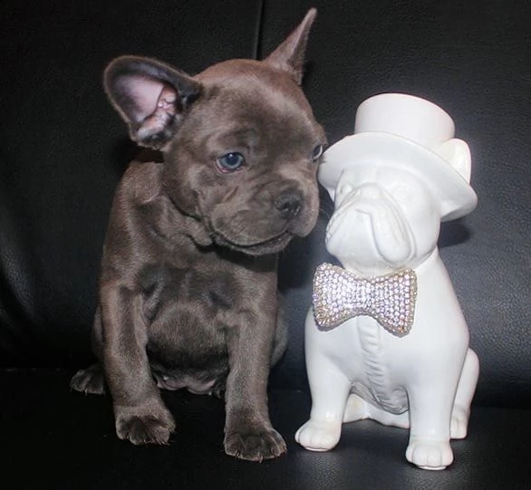 bulldog francesi cuccioli 2 mesi