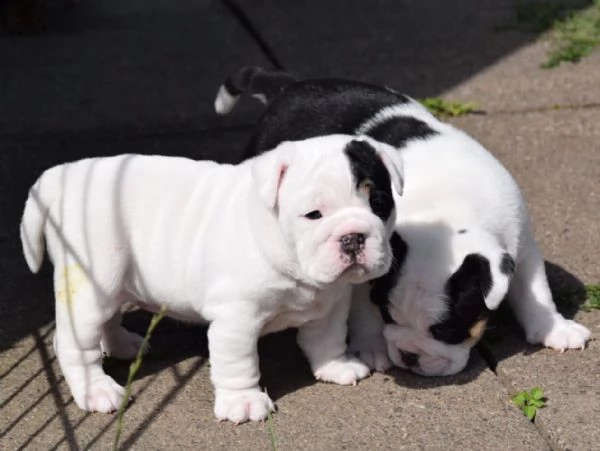 bellissimi cuccioli di bulldog inglese | Foto 1