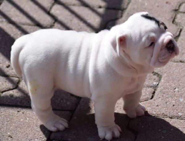 bellissimi cuccioli di bulldog inglese