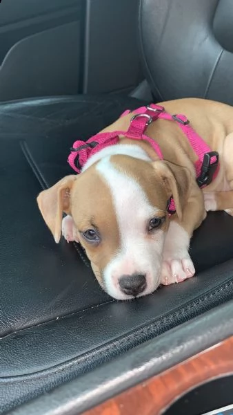 maschio e femmina cuccioli di american pitbull terrier , | Foto 2