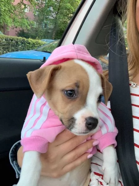 maschio e femmina cuccioli di american pitbull terrier , | Foto 0