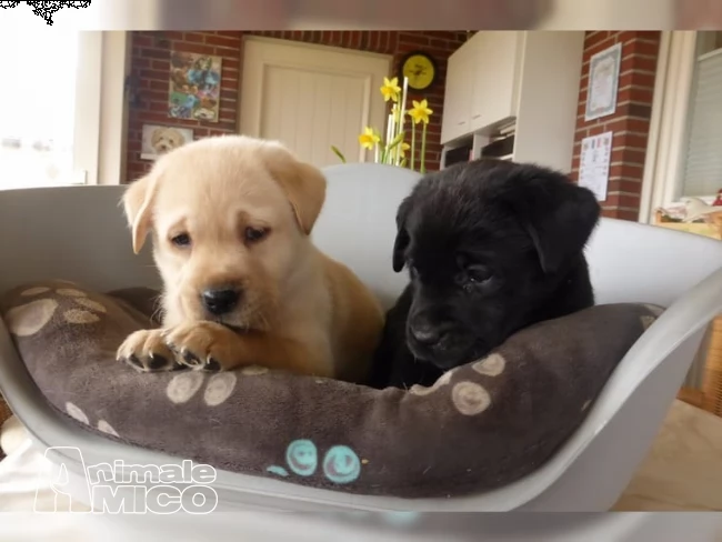 cuccioli labrador chocolate,gialli e neri