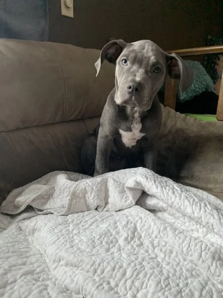 maschio e femmina cuccioli di american pitbull terrier , | Foto 0