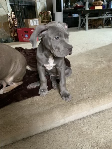 maschio e femmina cuccioli di american pitbull terrier ,