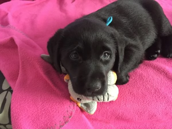 splettacolari cuccioli di labrador retriever neri con pedigree | Foto 3