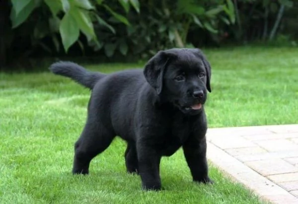 splettacolari cuccioli di labrador retriever neri con pedigree | Foto 2