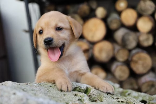 splettacolari cuccioli di labrador retriever neri con pedigree | Foto 1