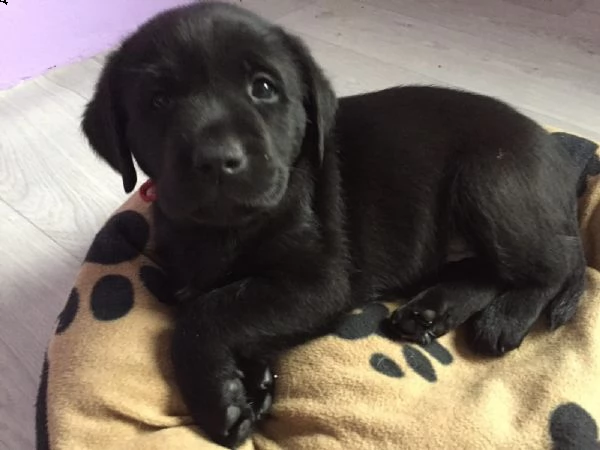 splettacolari cuccioli di labrador retriever neri con pedigree | Foto 0