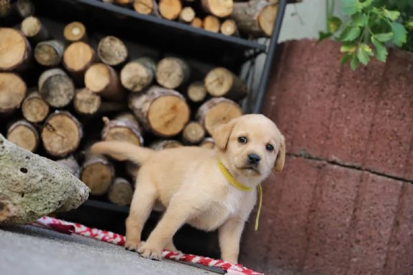 splettacolari cuccioli di labrador retriever neri con pedigree