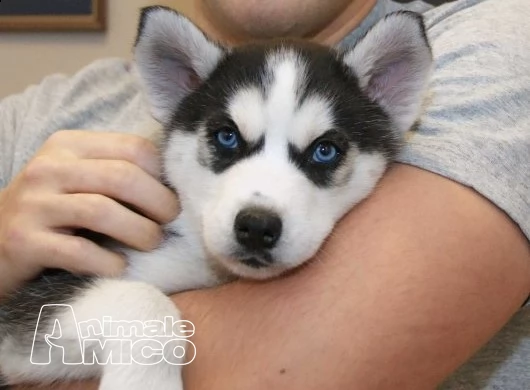 cuccioli di husky occhi azzurri vari colori italiani 