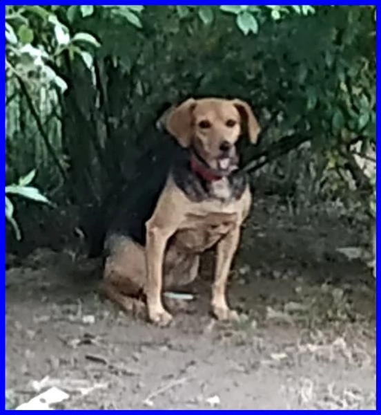 tamara simil beagle 2 anni stava morendo ora sta bene e cerca casa | Foto 2
