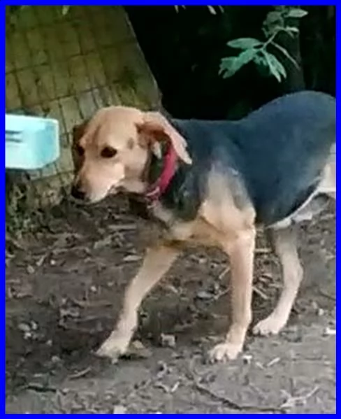 tamara simil beagle 2 anni stava morendo ora sta bene e cerca casa | Foto 0