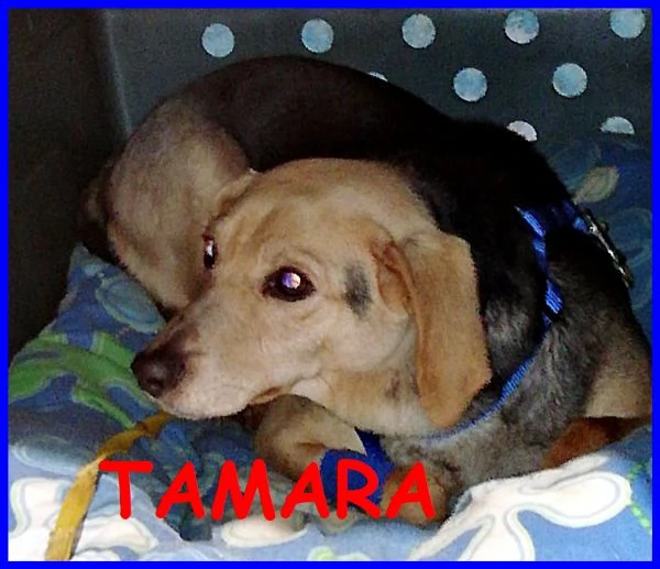 tamara simil beagle 2 anni stava morendo ora sta bene e cerca casa