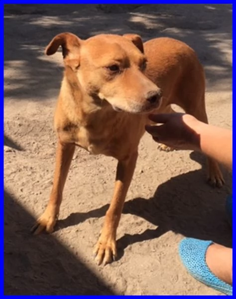 tony dolce e solare affamato di coccole che non ha mai avuto | Foto 4