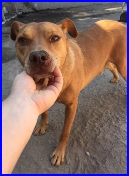 tony dolce e solare affamato di coccole che non ha mai avuto | Foto 3