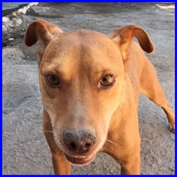 tony dolce e solare affamato di coccole che non ha mai avuto | Foto 1