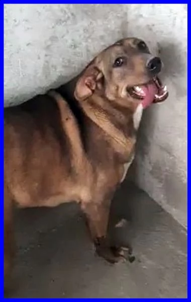 stoccolma patatona 1 anno e mezzo non ha mai conosciuto il mondo fiori dal box | Foto 2