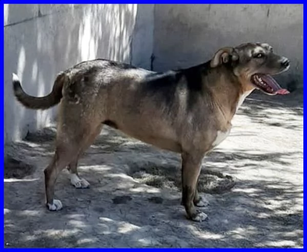 stoccolma patatona 1 anno e mezzo non ha mai conosciuto il mondo fiori dal box | Foto 0