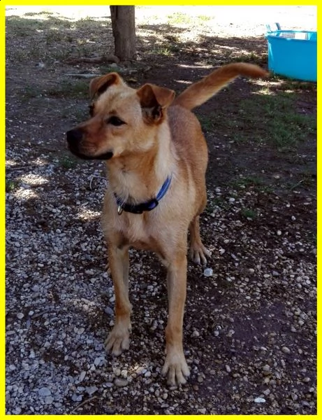 olga 3 anni e mezzo simil pinscherina tg medio piccola cerca la persona giusta per lei | Foto 1