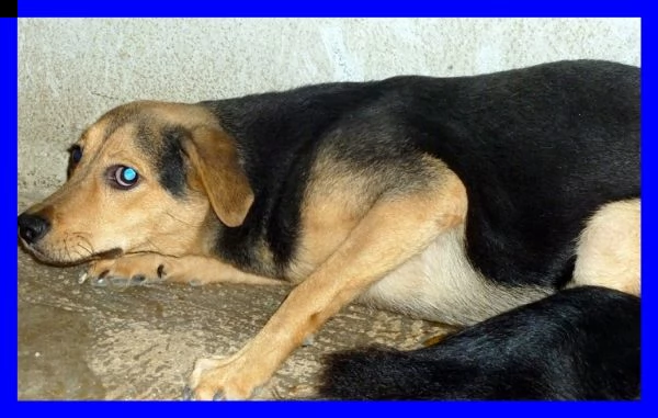 lex  tg medio piccola è sempre stato il cane di nessuno | Foto 0