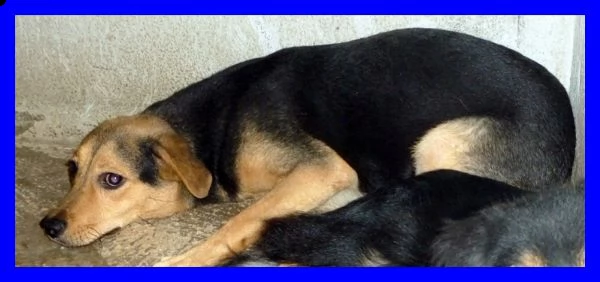 lex  tg medio piccola è sempre stato il cane di nessuno