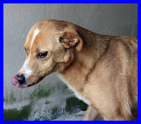 demetra anni di appelli ma è ancora nel solito box dove entrò da cucciola | Foto 2