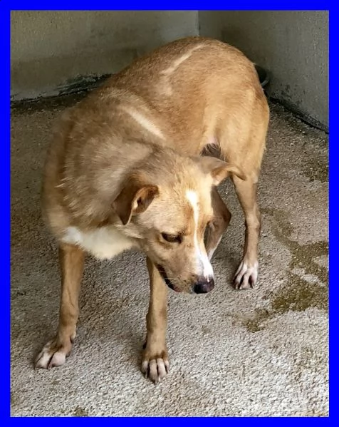 demetra anni di appelli ma è ancora nel solito box dove entrò da cucciola | Foto 1