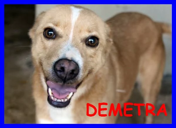 demetra anni di appelli ma è ancora nel solito box dove entrò da cucciola