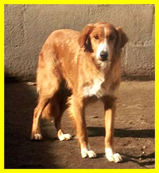 melchiorre povero cagnolone adozione del cuore per salvarlo