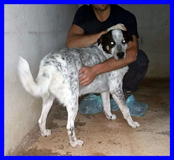 nobby tenero orsacchiottone sogna solo un amico umano | Foto 0