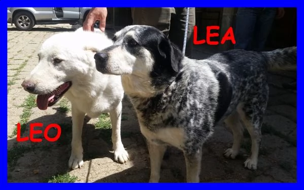 leo e lea una vita di privazioni e poi li buttano via | Foto 1
