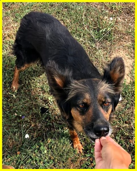 kitana bellissima simil pastore adozione consapevole | Foto 1