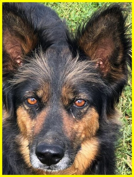 kitana bellissima simil pastore adozione consapevole | Foto 0