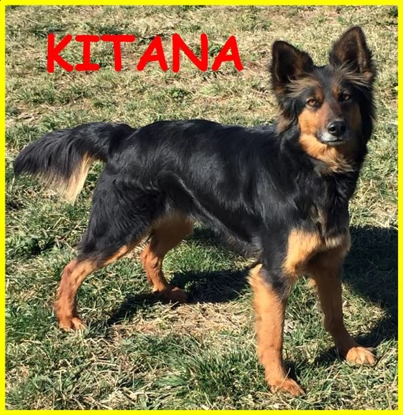 kitana bellissima simil pastore adozione consapevole