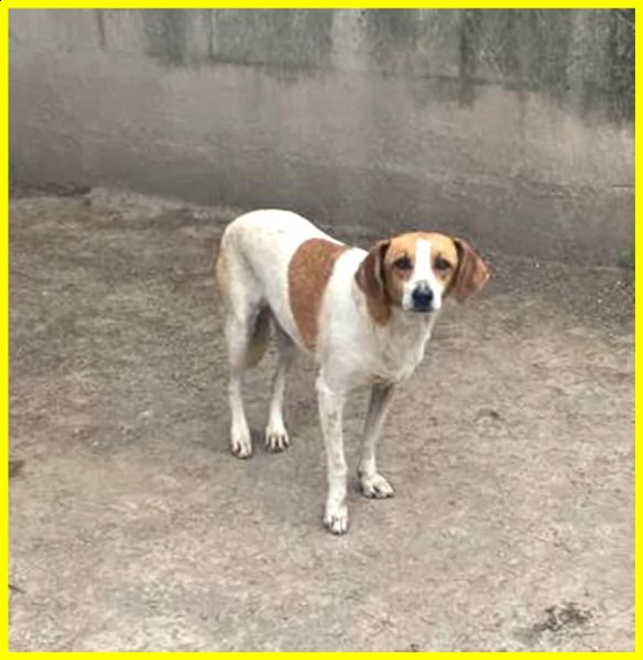 livia 7 anni e mezzo vissuti in gabbia merita una speranza | Foto 5