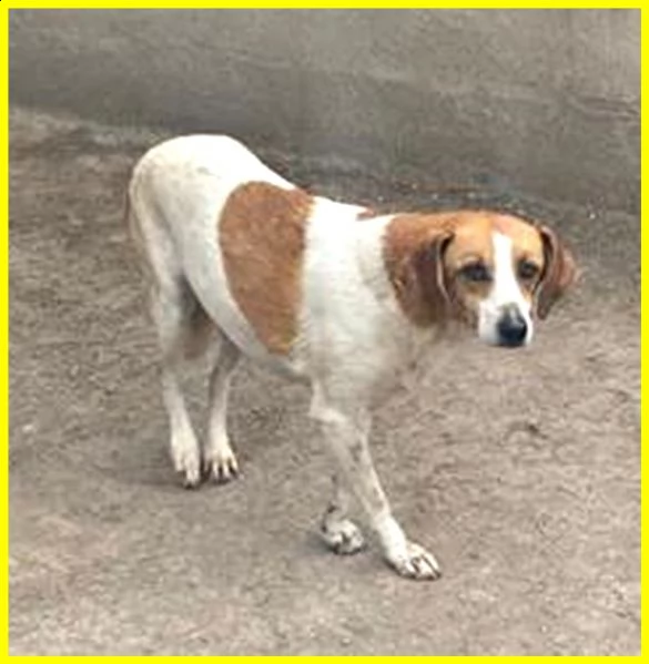 livia 7 anni e mezzo vissuti in gabbia merita una speranza | Foto 4