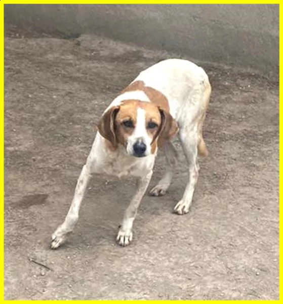 livia 7 anni e mezzo vissuti in gabbia merita una speranza | Foto 2