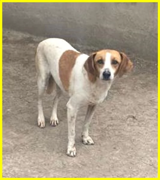 livia 7 anni e mezzo vissuti in gabbia merita una speranza | Foto 1