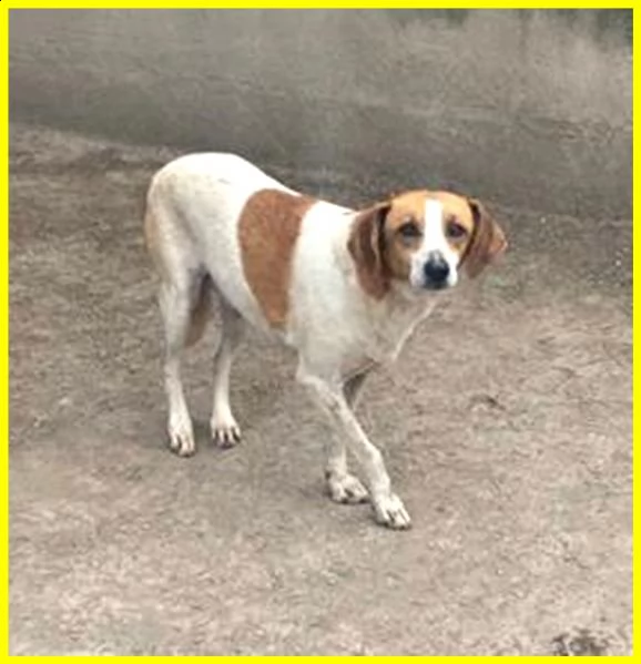 livia 7 anni e mezzo vissuti in gabbia merita una speranza | Foto 0