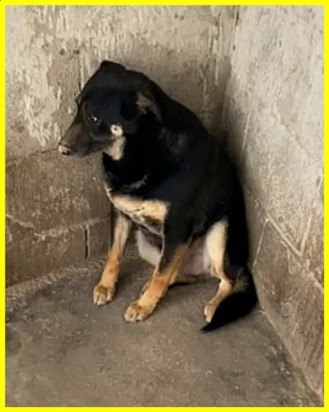 black adozione d'amore cagnolone 5 anni mai uscito dal canile | Foto 3