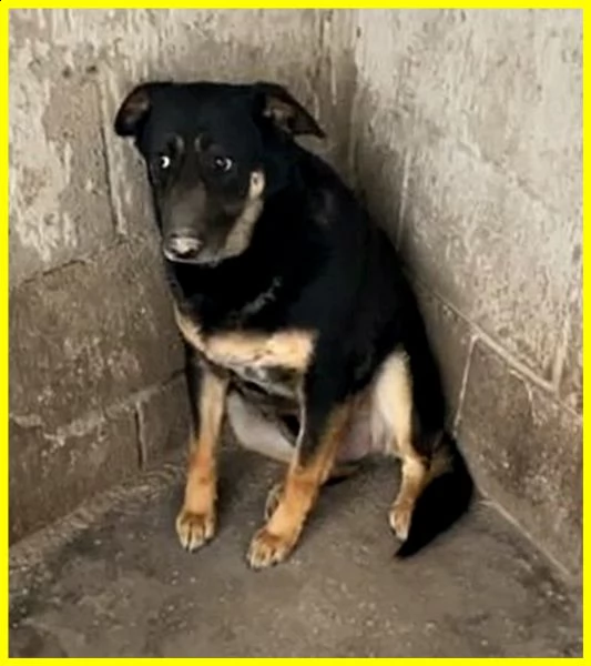 black adozione d'amore cagnolone 5 anni mai uscito dal canile | Foto 2