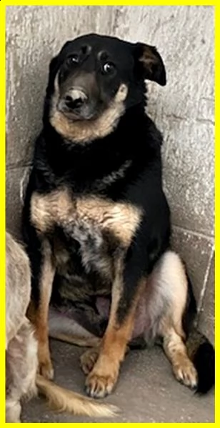 black adozione d'amore cagnolone 5 anni mai uscito dal canile | Foto 1