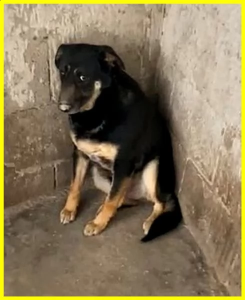 black adozione d'amore cagnolone 5 anni mai uscito dal canile | Foto 0