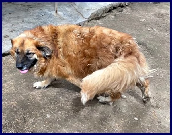 yoko tenerissima orsacchiotta 3 anni simil bovara carattere meraviglioso | Foto 4