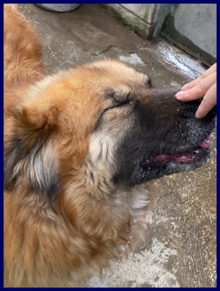 yoko tenerissima orsacchiotta 3 anni simil bovara carattere meraviglioso | Foto 3