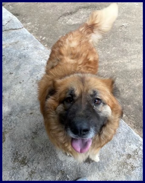 yoko tenerissima orsacchiotta 3 anni simil bovara carattere meraviglioso | Foto 1