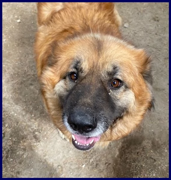 yoko tenerissima orsacchiotta 3 anni simil bovara carattere meraviglioso | Foto 0