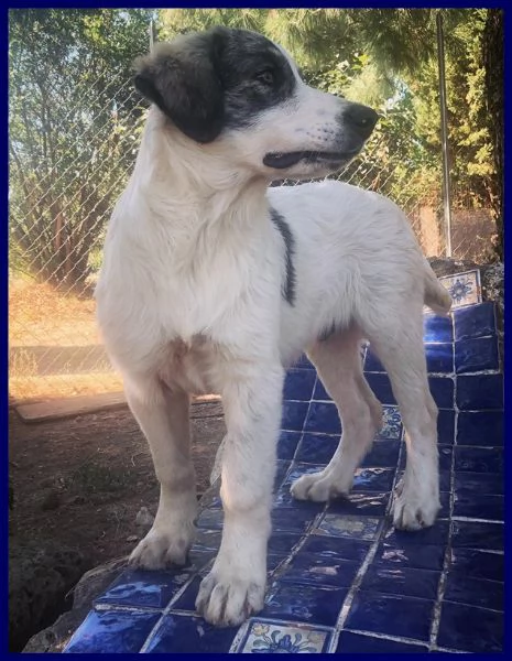 ggg fantastico cucciolo 5 mesi simil pastore maremmano | Foto 3